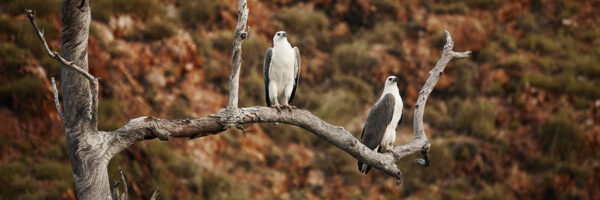 Sea Eagles