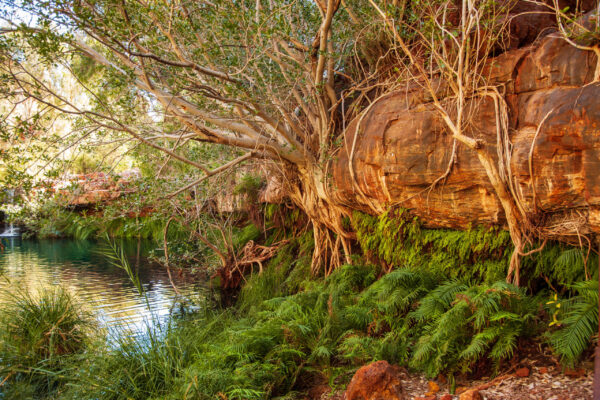 Fern Pool, Dales Gorge, Karijini